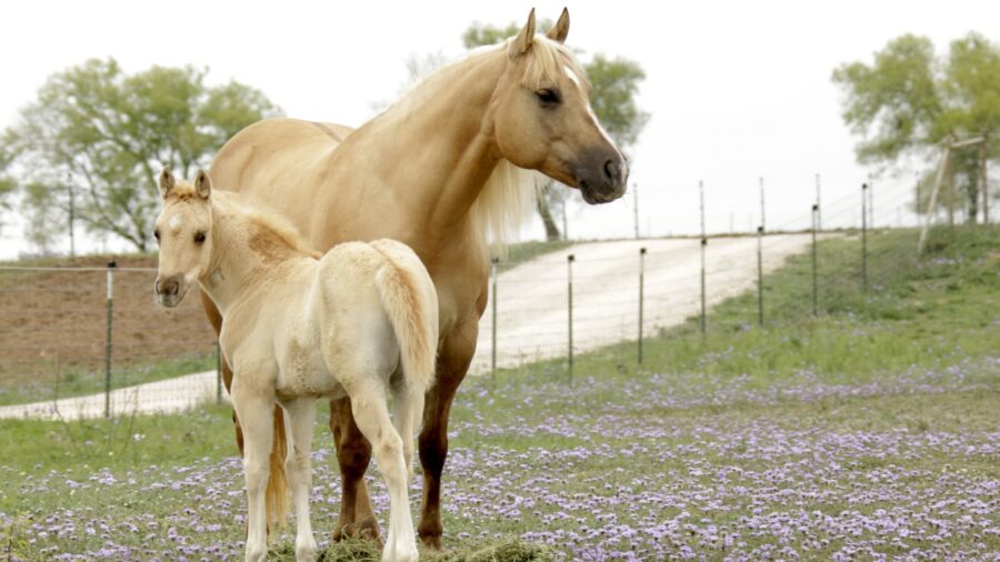 foaling season