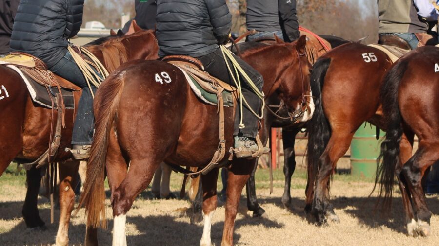 Dark colored horses with sale numbers painted on their hip