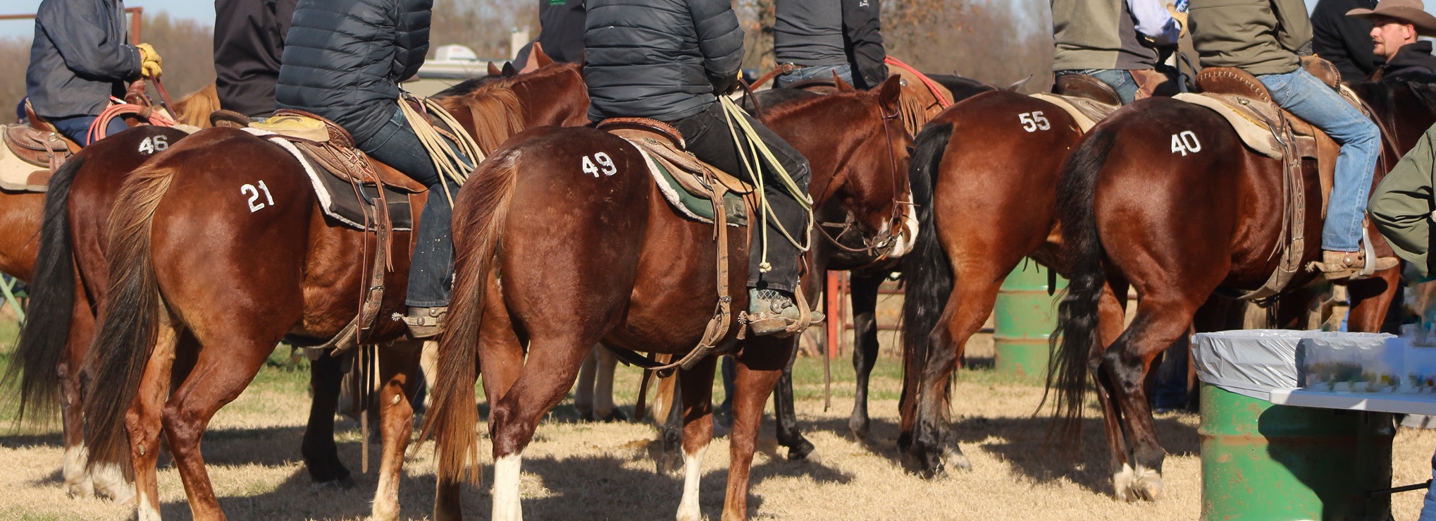 Dark colored horses with sale numbers painted on their hip