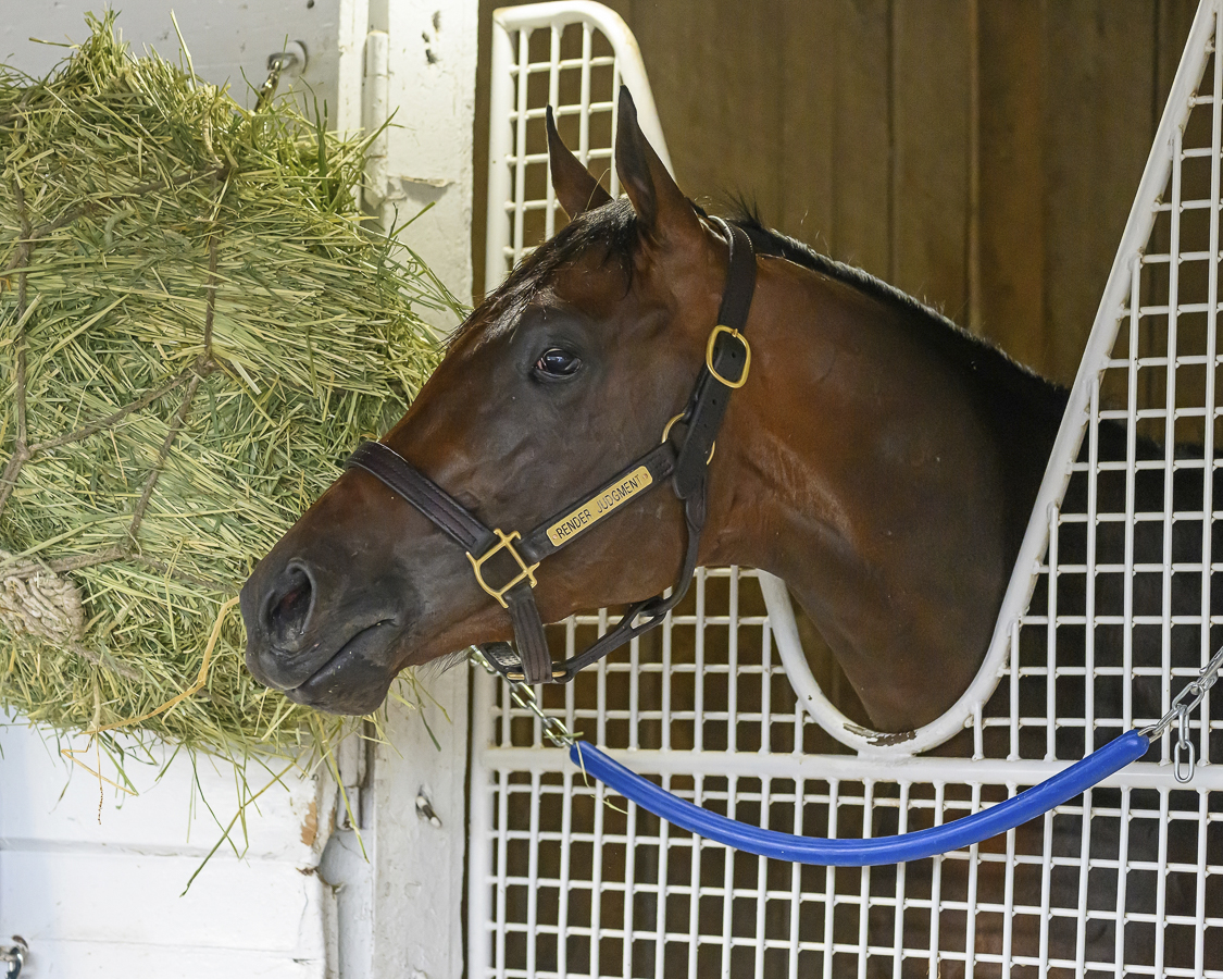 Render Judgment was a late addition to the 2025 Kentucky Derby field. Photograph by Anne M. Eberhardt.