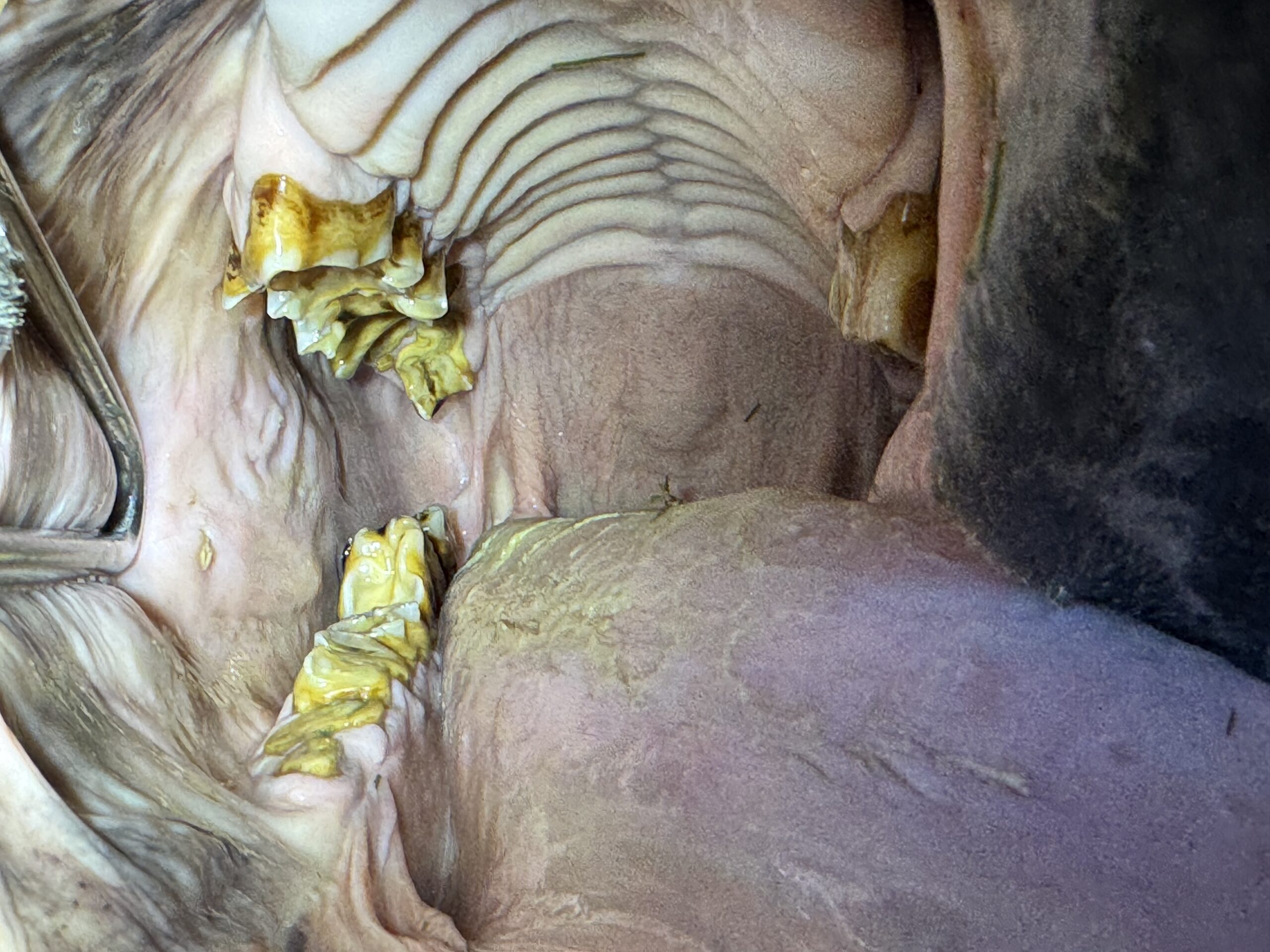 sharp points in a horse mouth