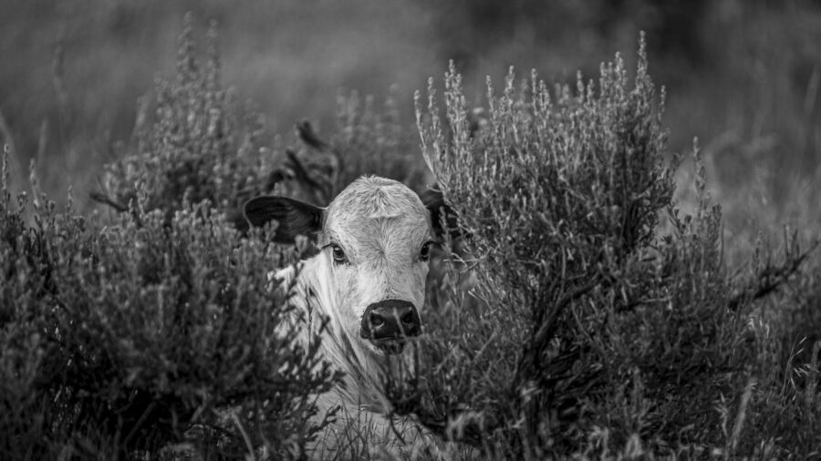 calf in grass in black & white