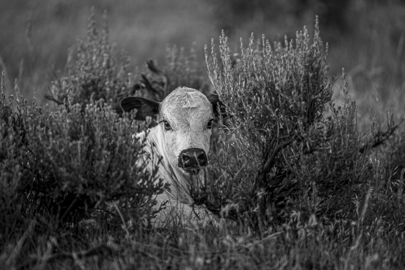 calf in grass in black & white