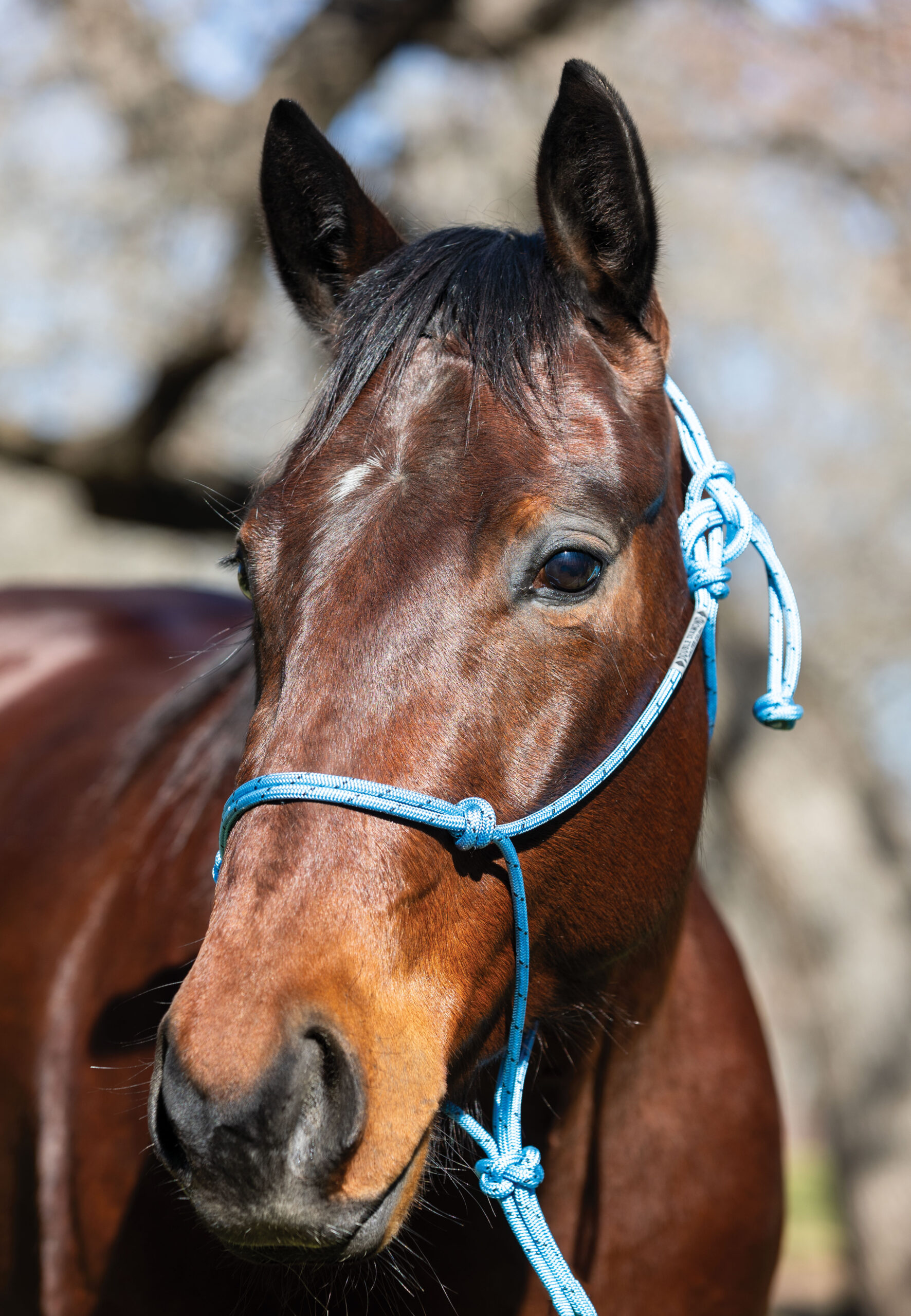 no. 124 double diamond halter