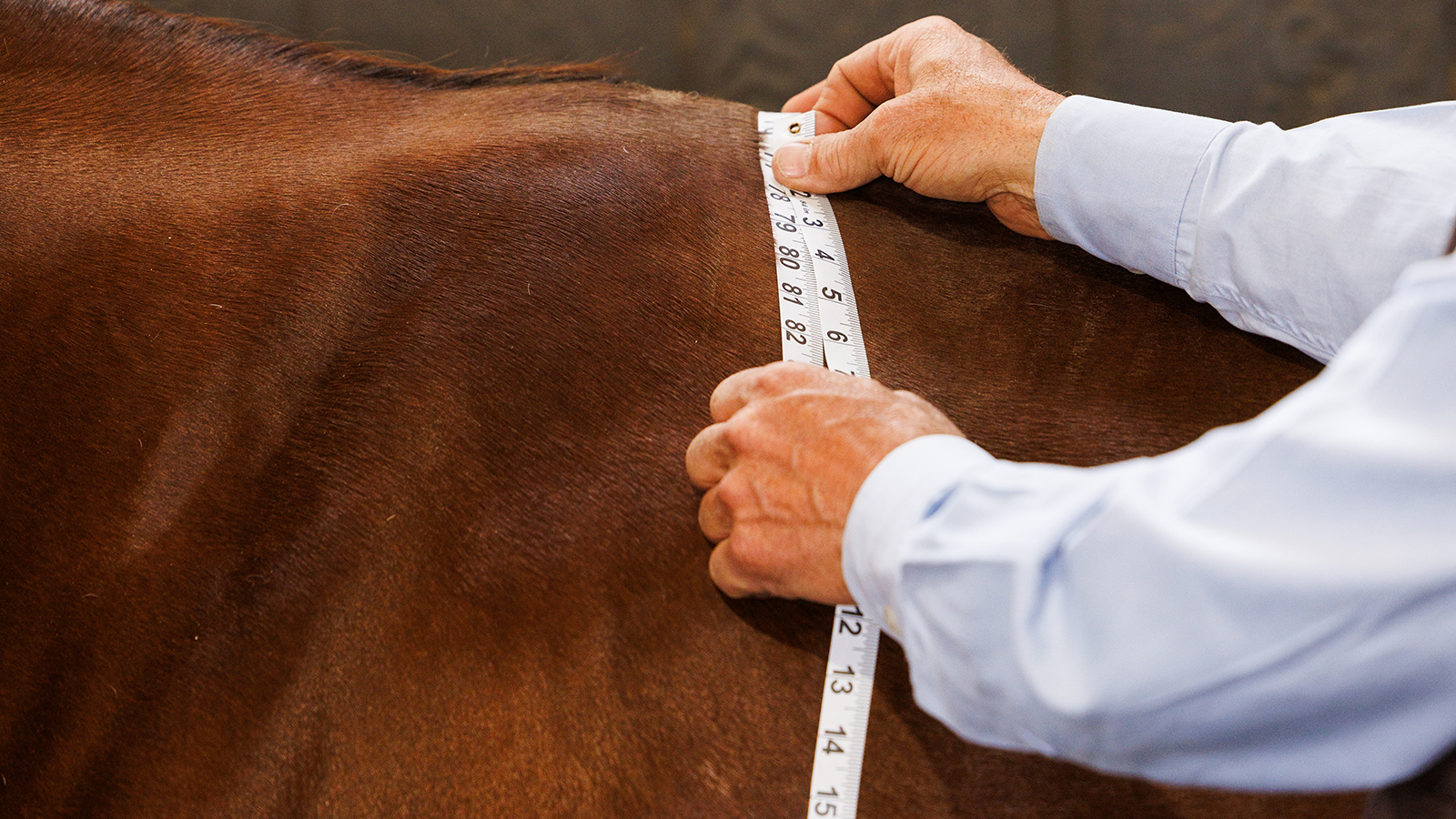 Person measuring a horse