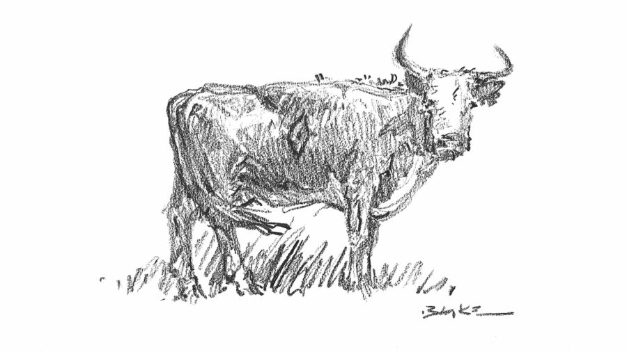 sketch for romance in the west