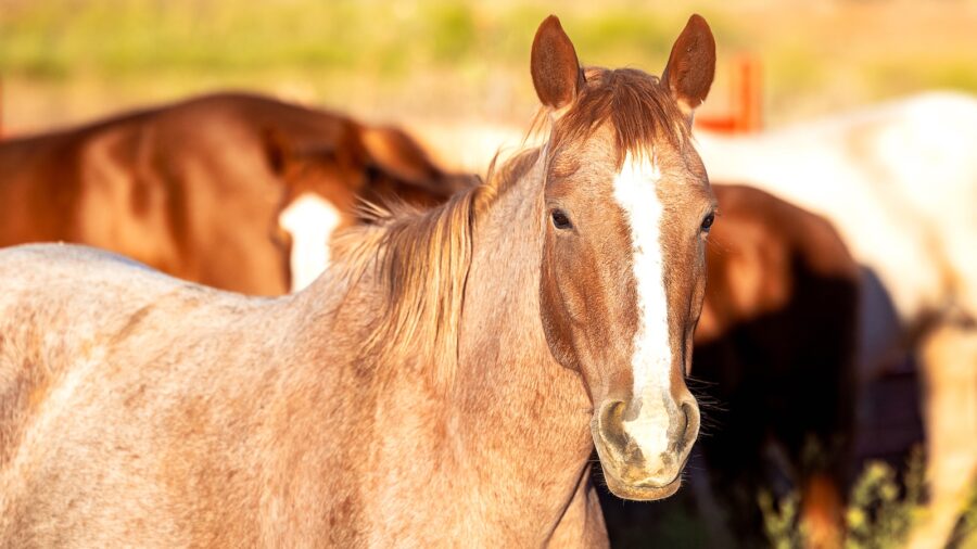 Horses on the Pitchfork Ranch. Photo by Tammy Sronce