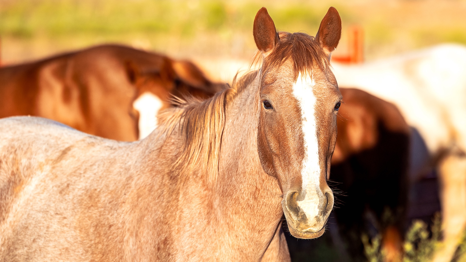 Horses on the Pitchfork Ranch. Photo by Tammy Sronce