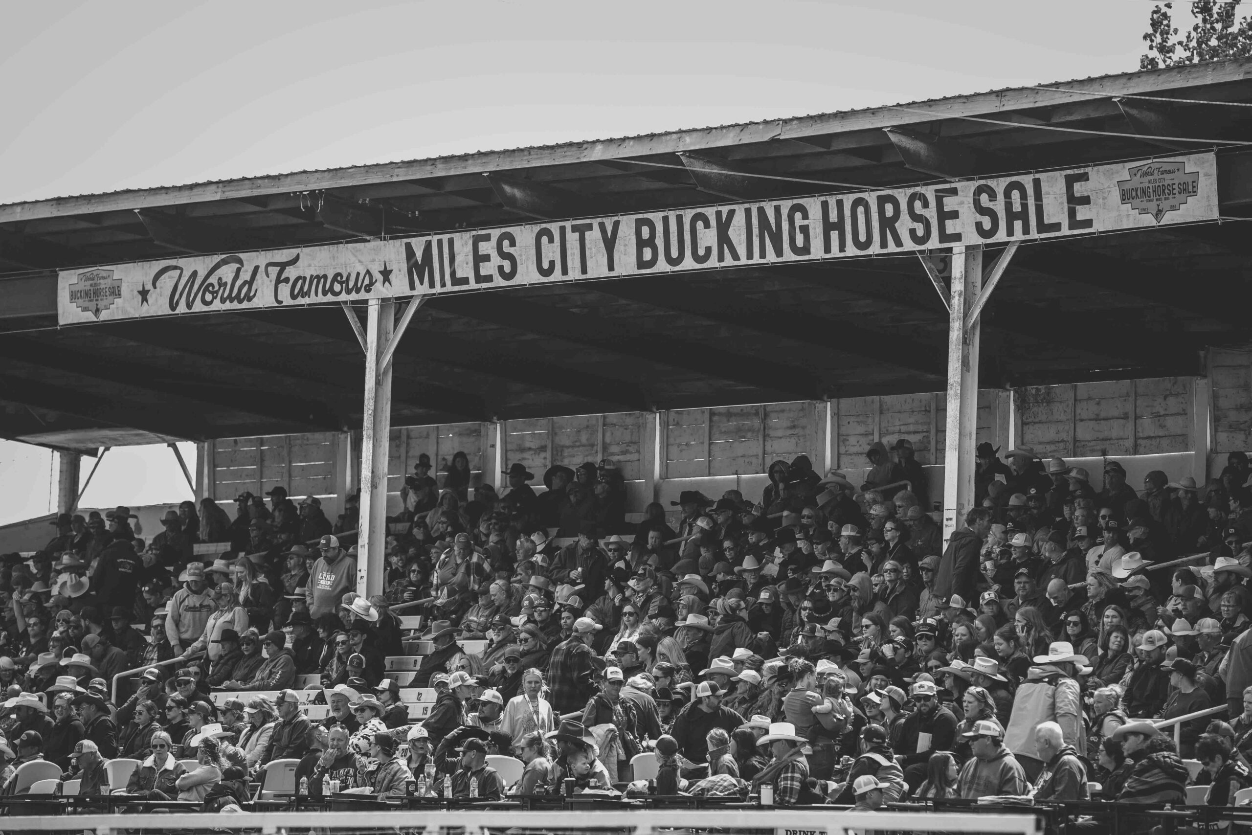 Spectators travel from all over the world for the World Famous Miles City Bucking Horse Sale.