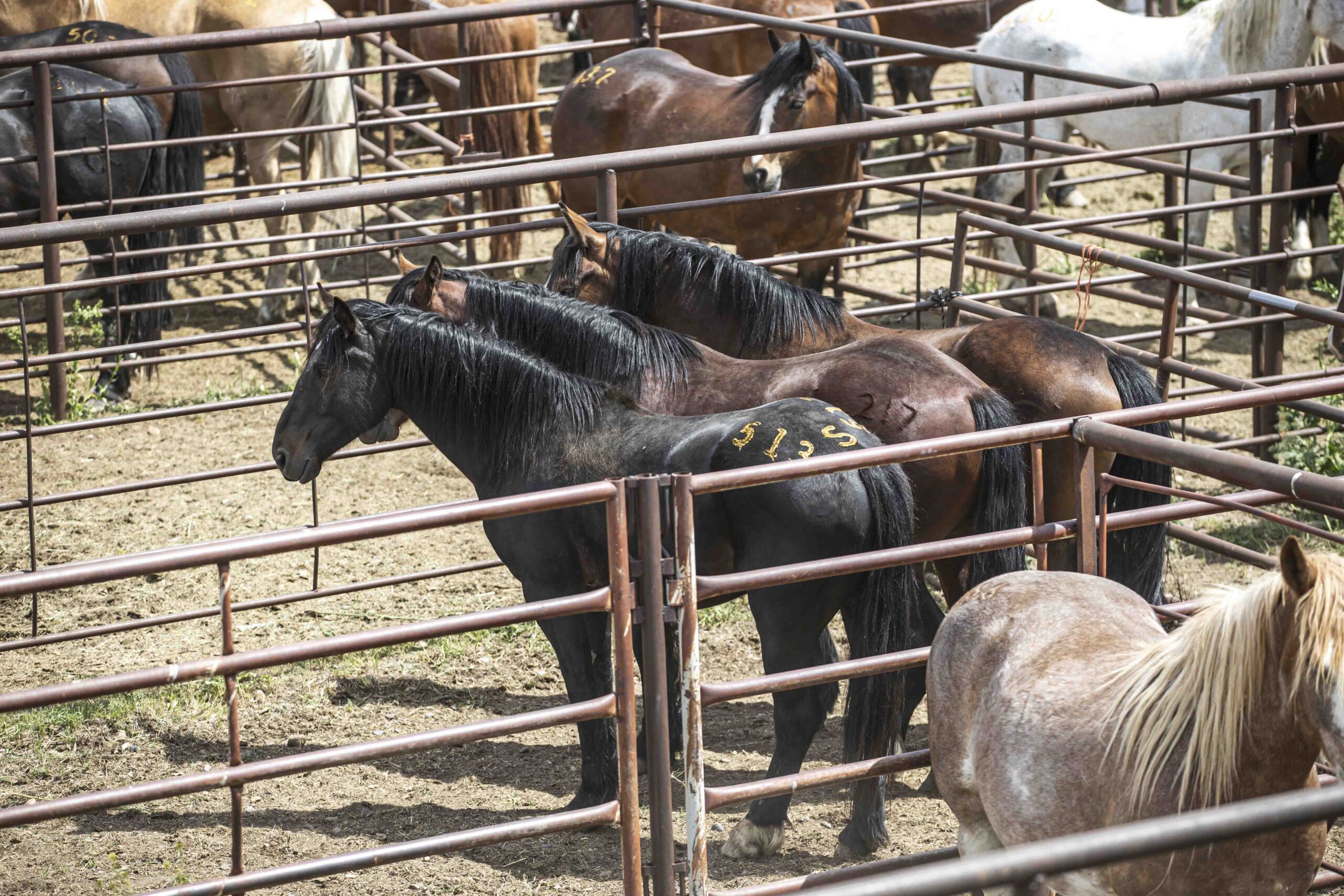 Open bucking horse sale broncs and futurity horses.