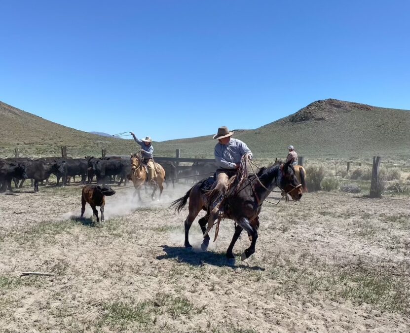 roping in branding pen