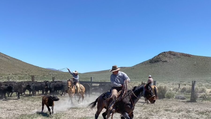 roping in branding pen