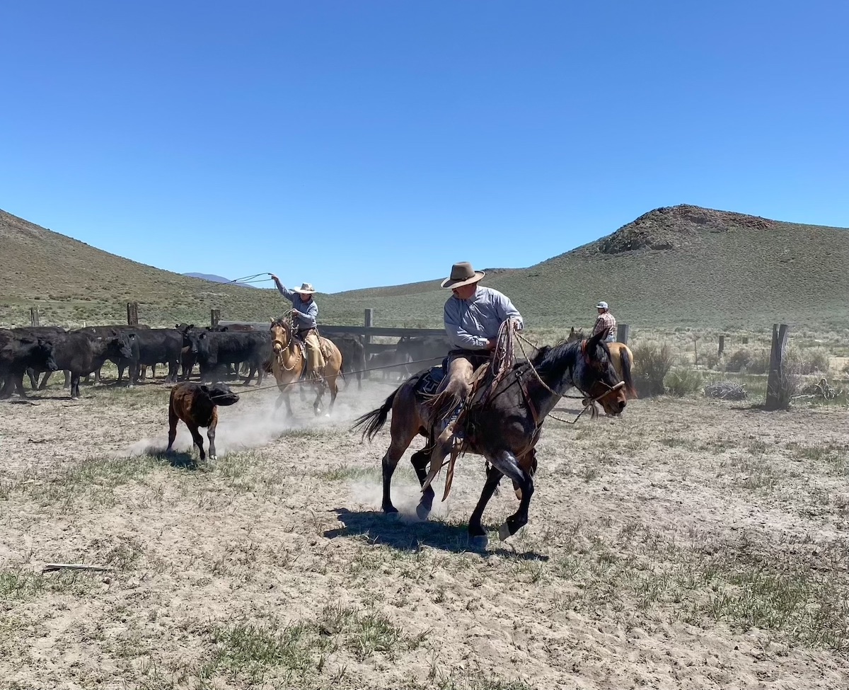 roping in branding pen