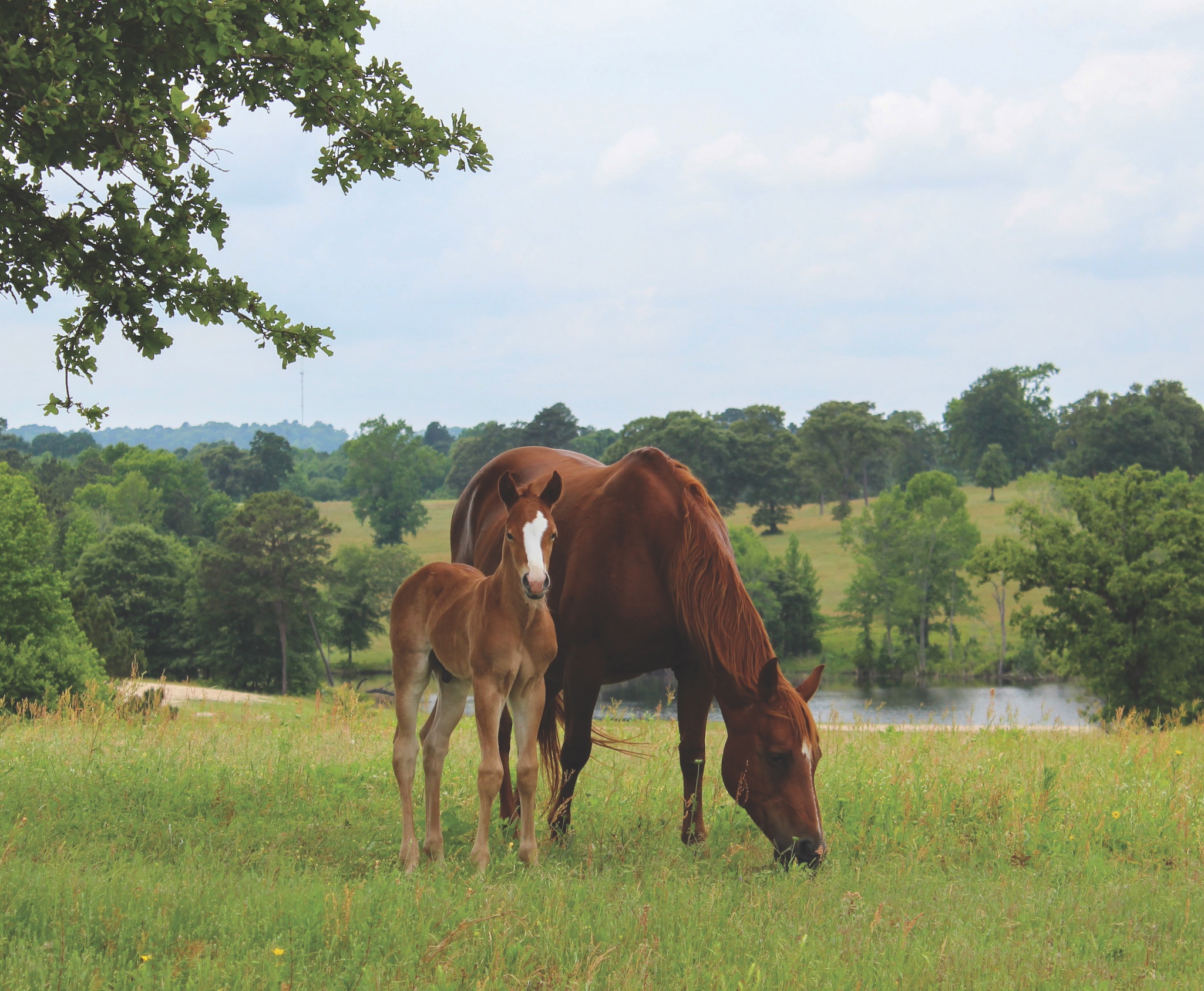 broodmare with her foal in a pasture