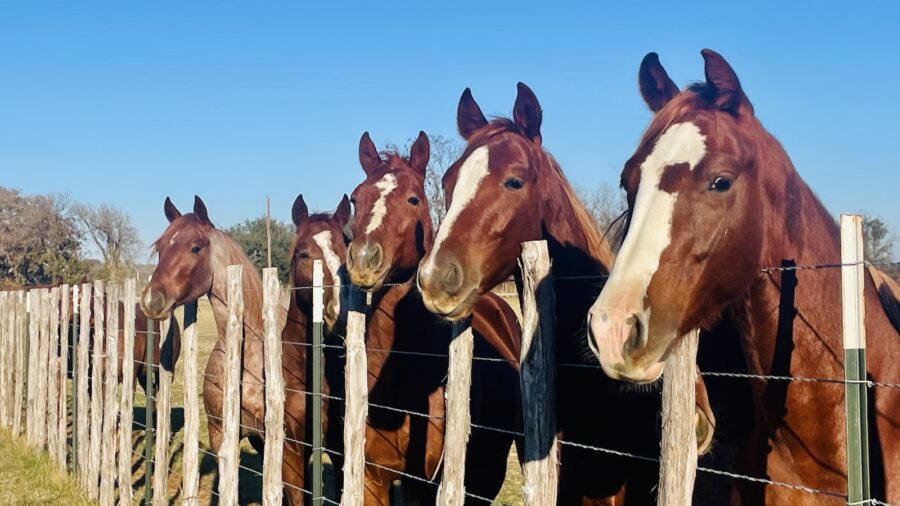 horse math