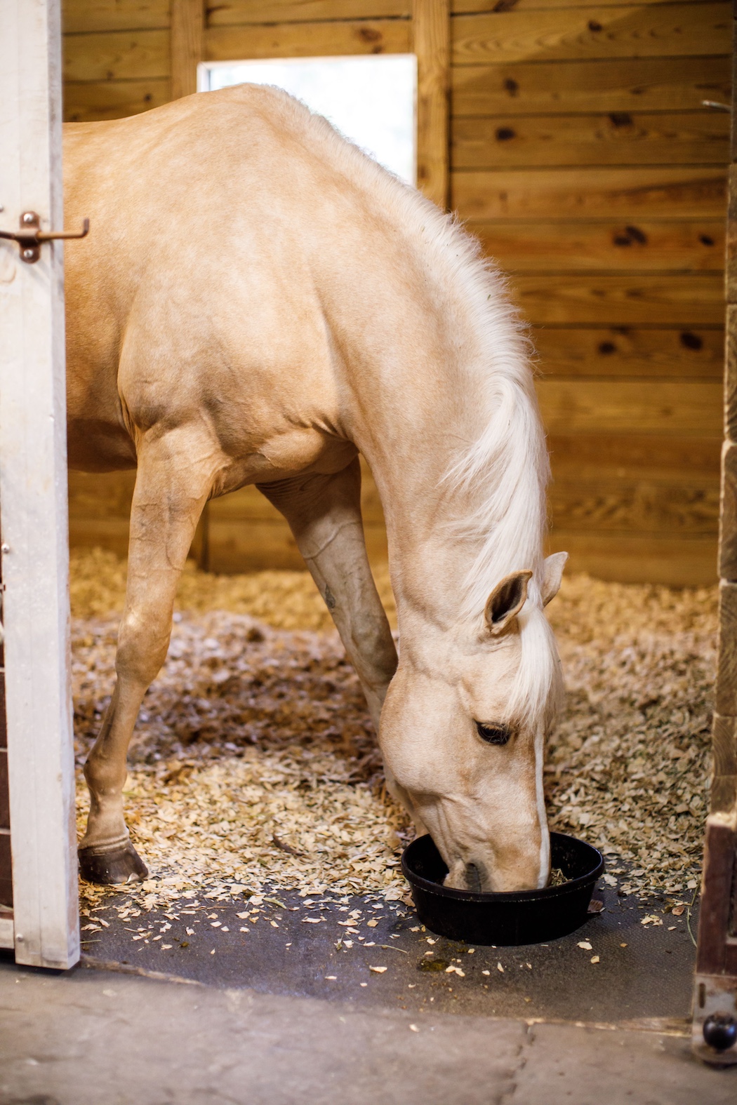Palomino horse eating in a stall