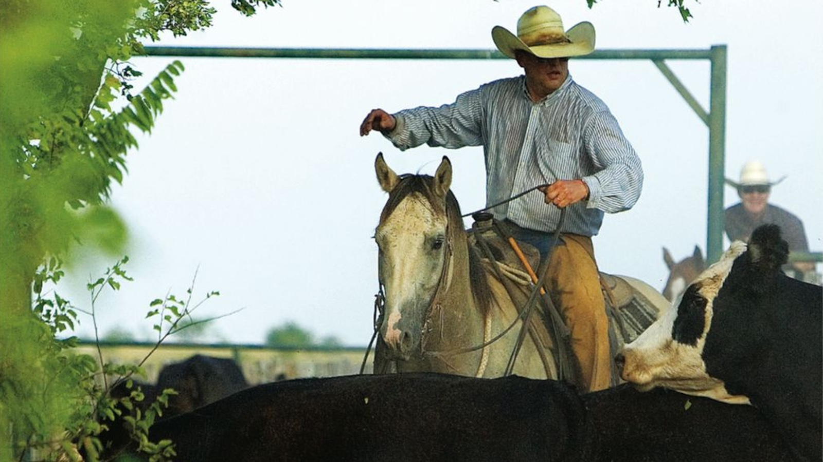 Eddie Thompson on his ranch horse "Nate" sorting cows