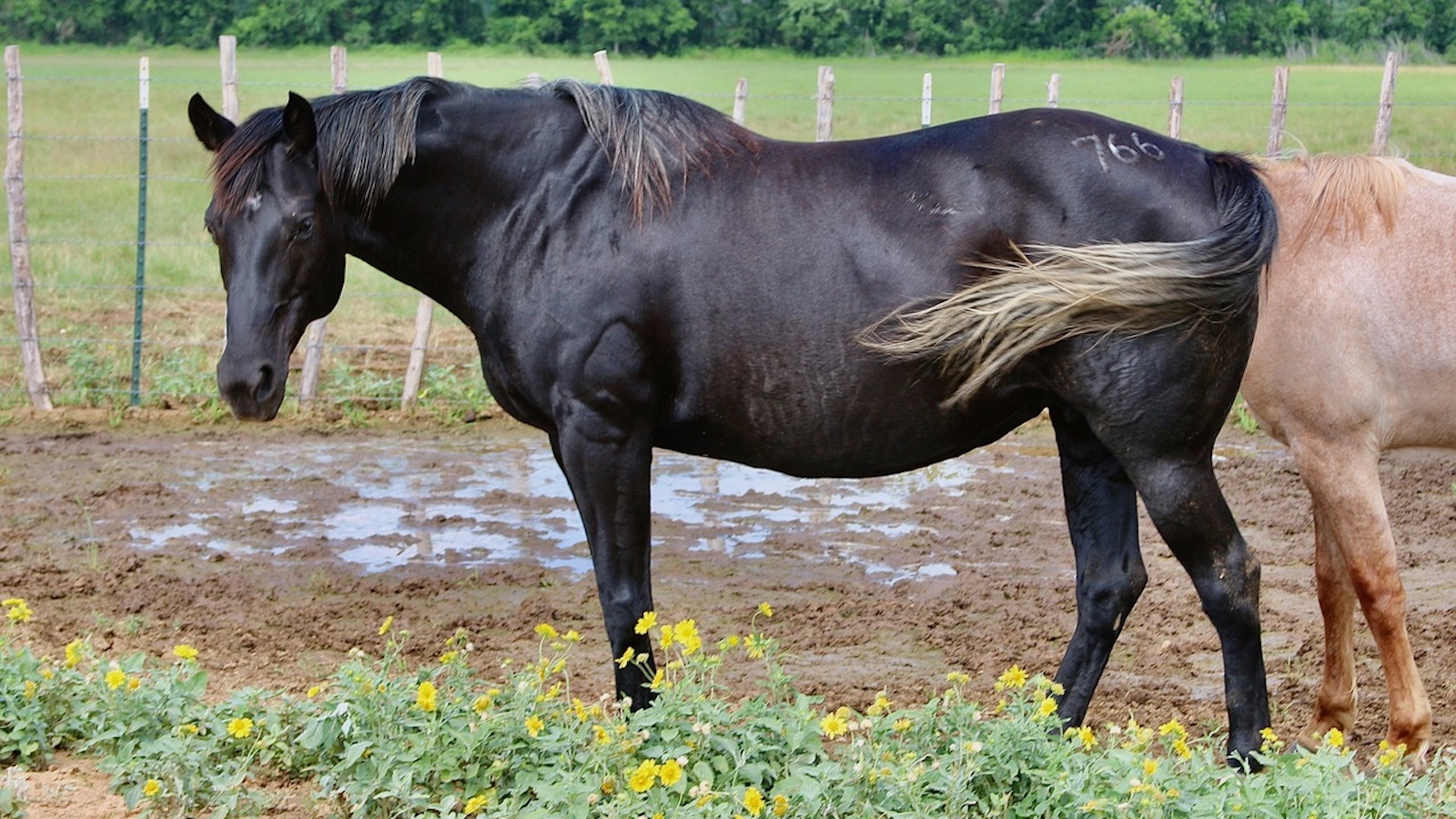 Recipient mare standing in a muddy pasture