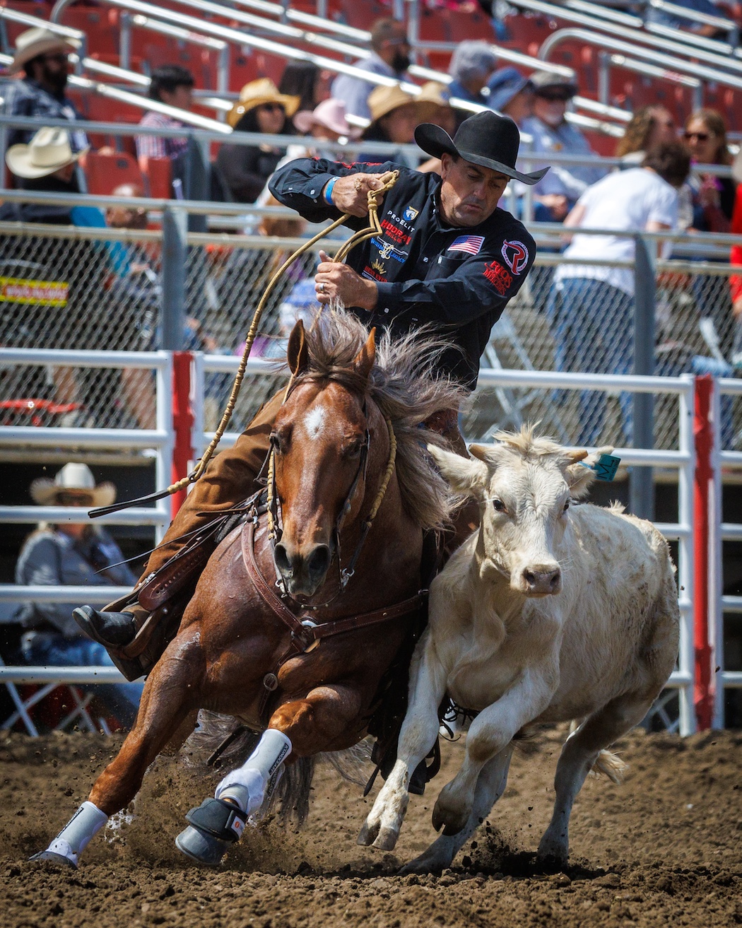 Man on a horse moving a cow 