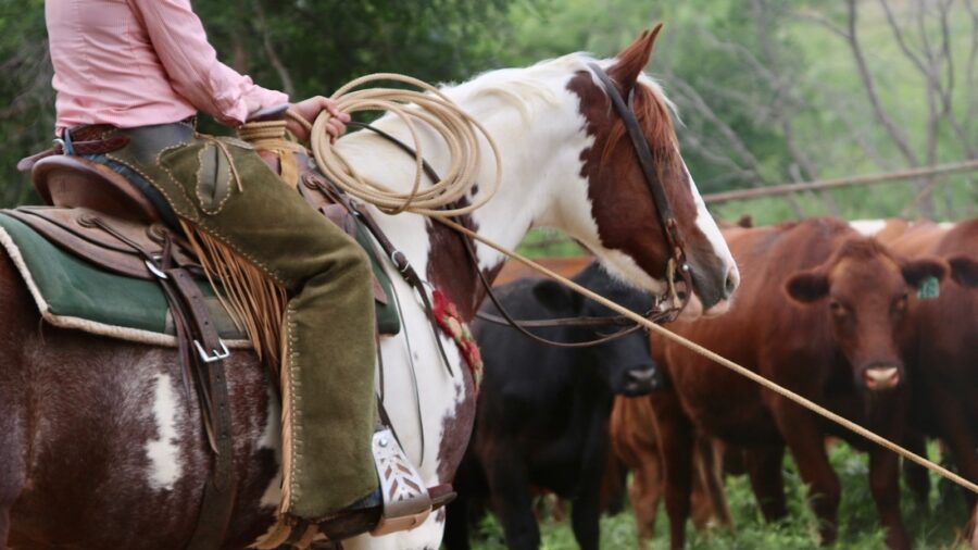 Rider on a relax horse with a rope