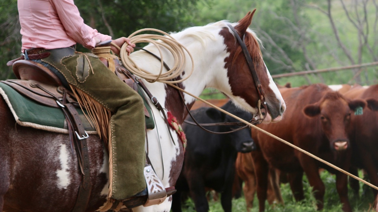 Rider on a relax horse with a rope
