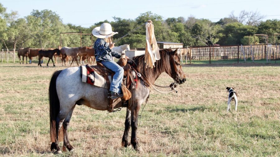 Young kid sitting in the saddle on a horse with a dog in the background