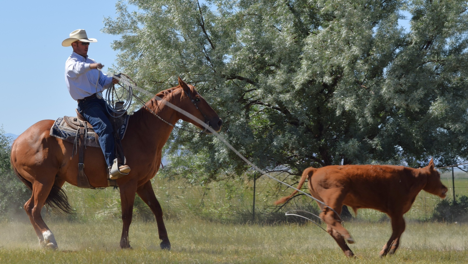A man horseback roping a calf in the summer