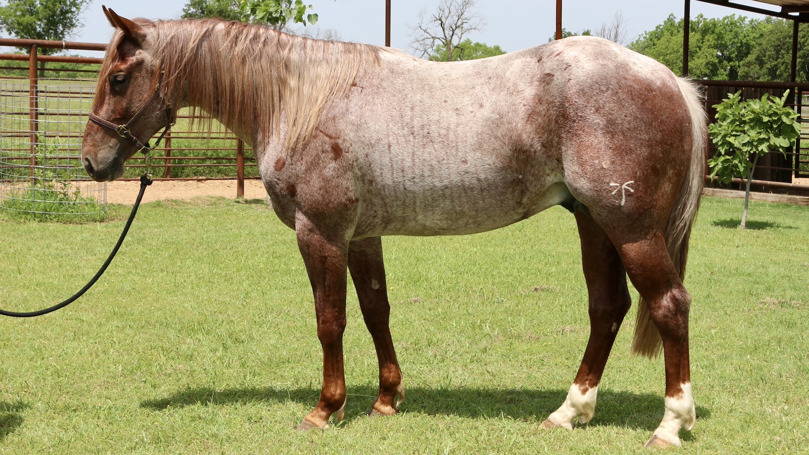 Roan colt with lines of blaschko