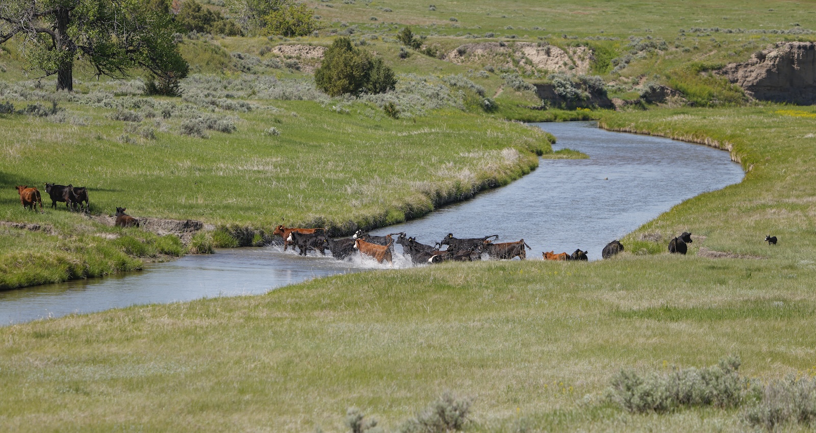 Ruth and “Rip,” an older male, gathered and moved the yearlings swiftly across two pastures, nearly leaving Levi Dacar in the dust. The herd and dogs crossed the Belle Fourche River three times.