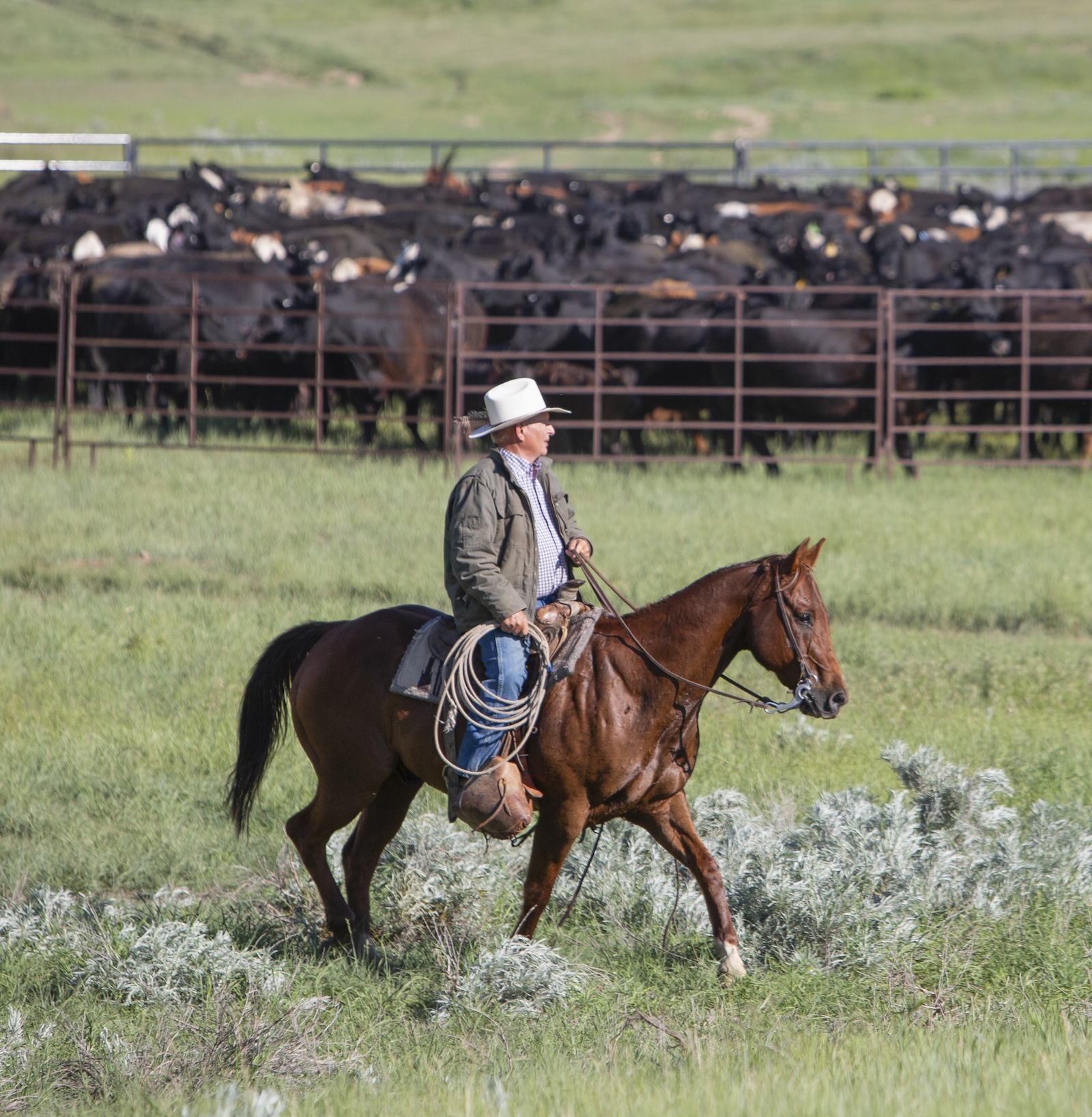 Ronnie Mackabben surveys the 300-head herd brought in to the portable branding pens. The Mackabbens have ranched this land for 20-plus years and focus on holistic practices.