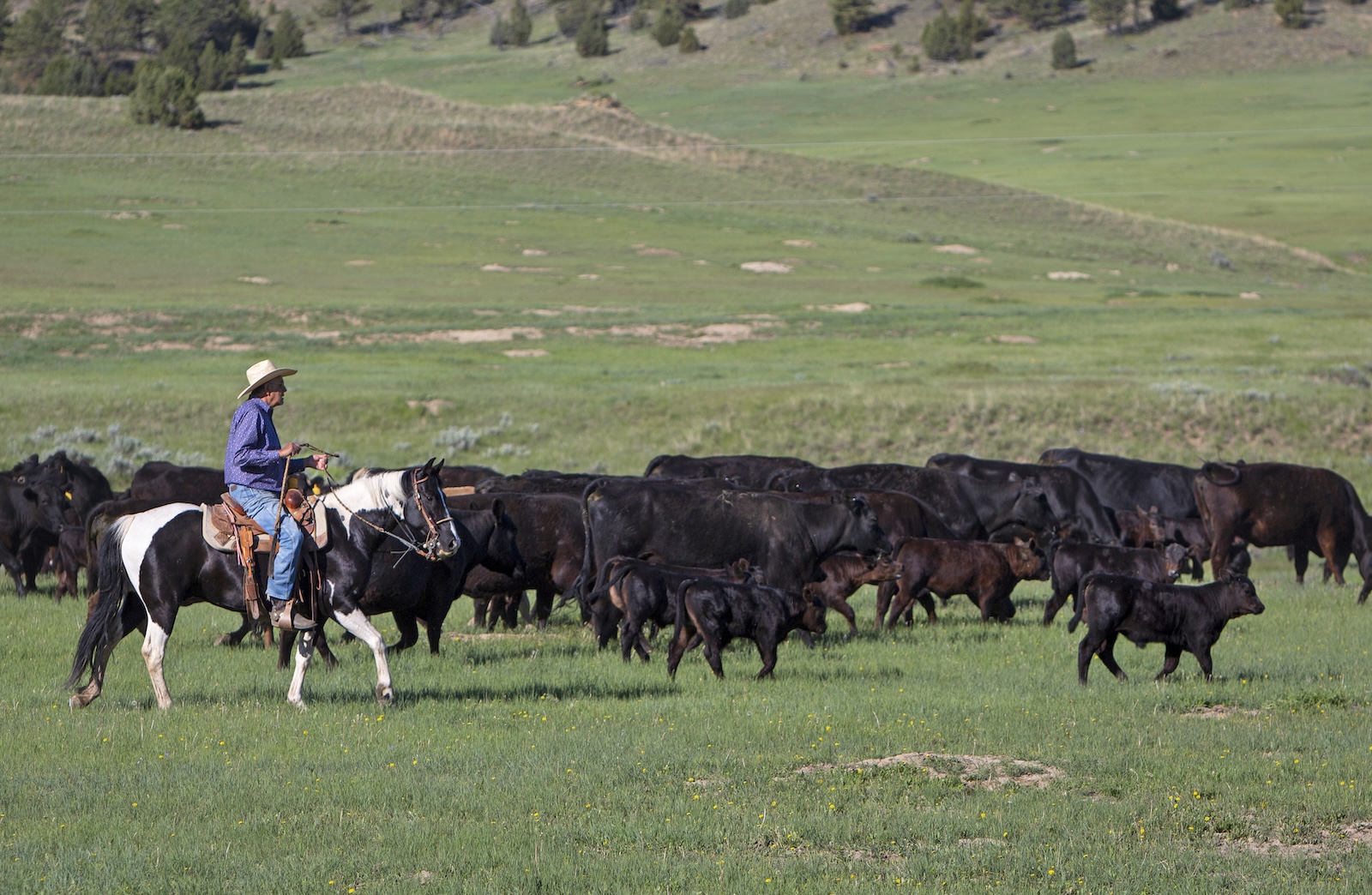 Ranching and the horse industry are close in South Dakota. Jack rides a Paint bred by Fischer Farms, of Wagner, South Dakota, and a breeding operation that Western Horseman featured in 2024.