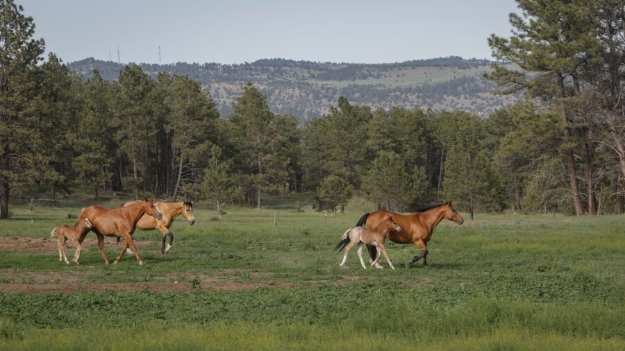 Mare and foal walkign through the field