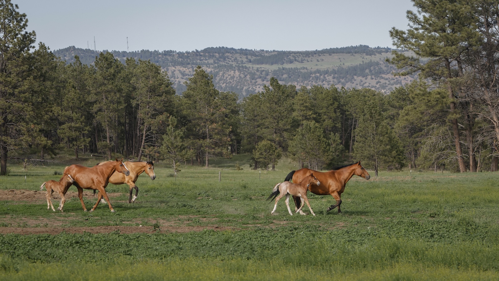 Mare and foal walkign through the field