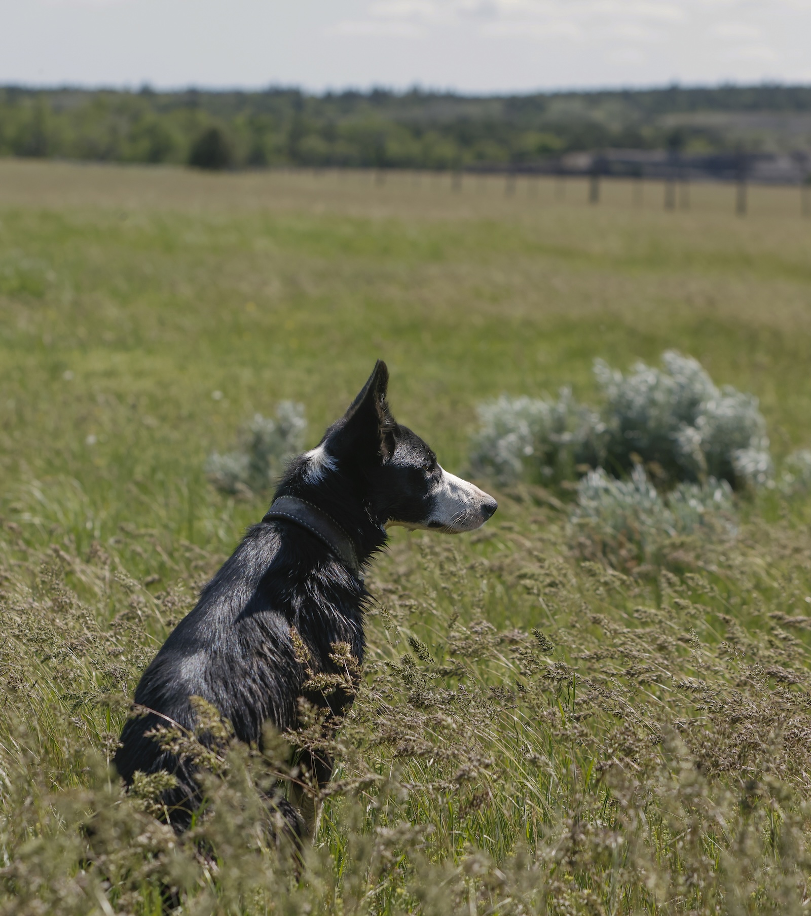 The Dacar family’s Muleshoe Ranch was the perfect spot for us to stay in between shoots and to say hello to a family that Western Horseman featured in 2021. Plus, the opportunity to shoot their working dogs couldn’t be missed. “Ruth,” a 15-month-old border collie, showed us her skills.