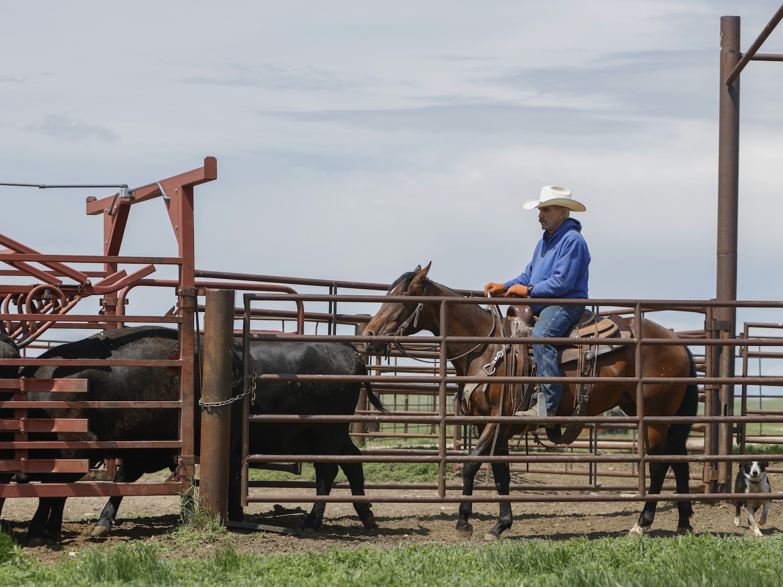 The final stop was catching up to Jack Dye, outside of Hermosa, South Dakota, as he and his crew gathered, doctored and shipped his Angus cattle north from the flat pastures up into the Black Hills, near Custer, South Dakota, for summer pasture. In an ironic, but not surprising, coincidence, he was riding an Irish Pay mare.