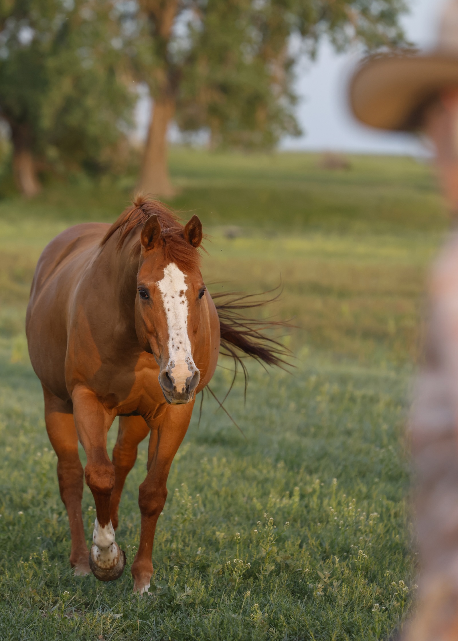 The golden hour descended on Newell, South Dakota, for Kelly Gully’s shoot. Selecting a horse to accompany her portrait was easy: the mare that carried her miles gathering cattle and to the American Quarter Horse Association Select World Championship Show World Champion title, Sailors Luv Freckles, called “Speck.”