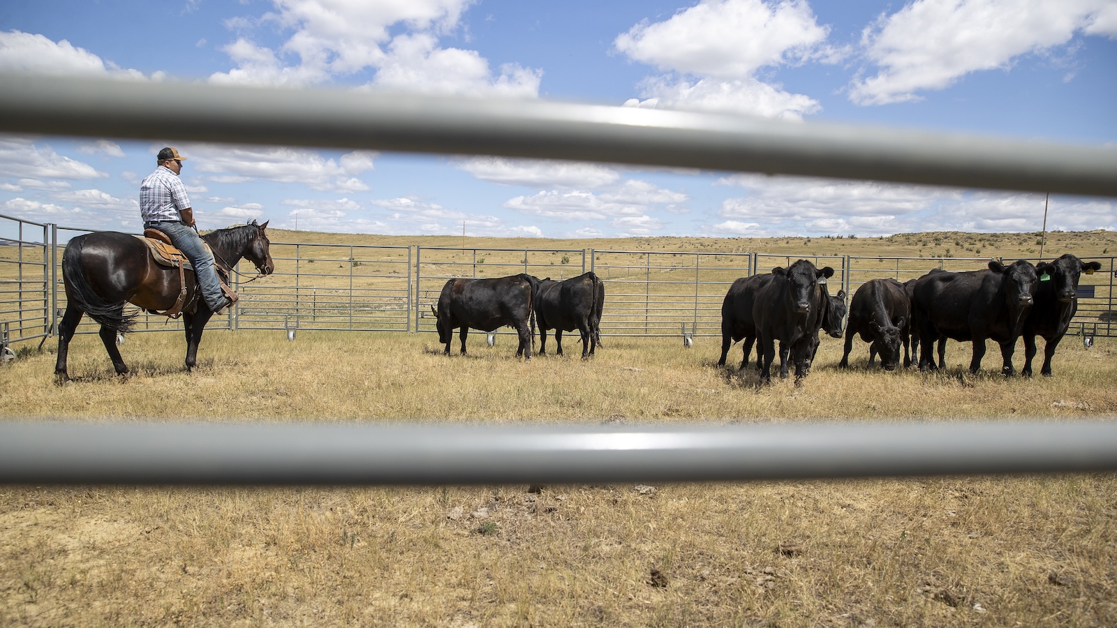 Holden Meged gathers cattle in a pasture on the ranch outside of Miles City, Montana.