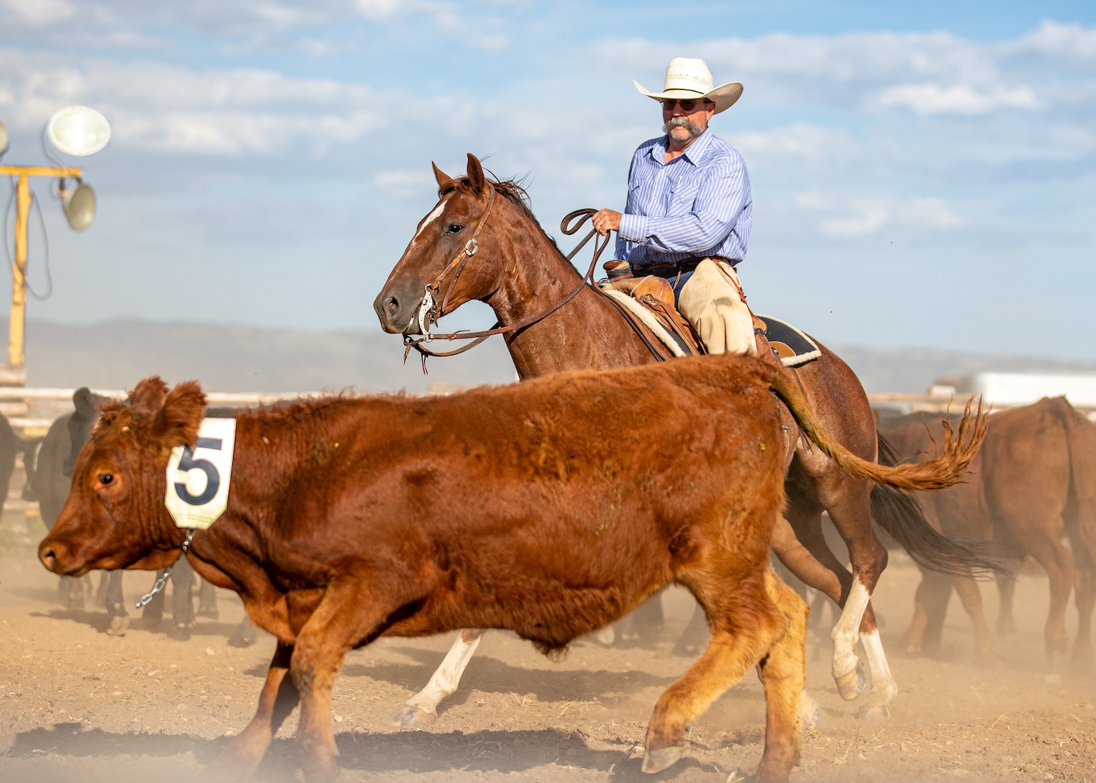 Branding, stray gathering and wild cow milking are a few of the events featured at The West Texas Ranch Rodeo.