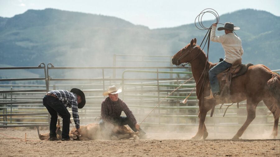 The next generation of cowboys roping and doctoring cattle