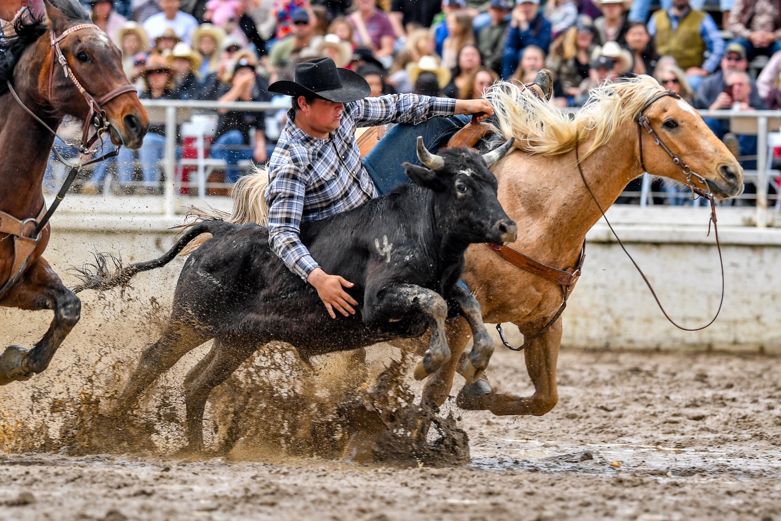 Oakdale Performance 2 Steer Wrestling Chace Green