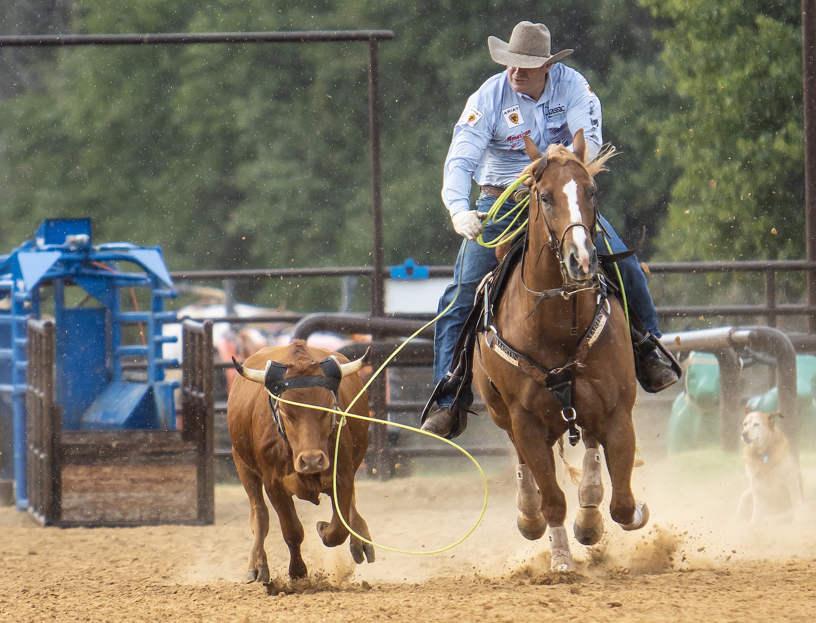 The crucial moment in any roping run is throwing the loop. Crawford says good horsemanship prepares the horse to rate the steer, not duck off and set up an easy catch for the roper.