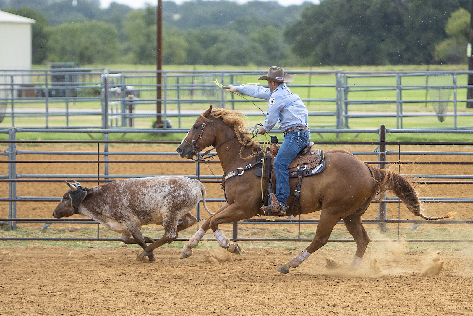 With good horsemanship, a roper can ride forward to run down a steer and then draw the horse down and rate the steer by sinking into the saddle. Crawford says too many ropers allow the horse to run past the steer, making it harder to catch.