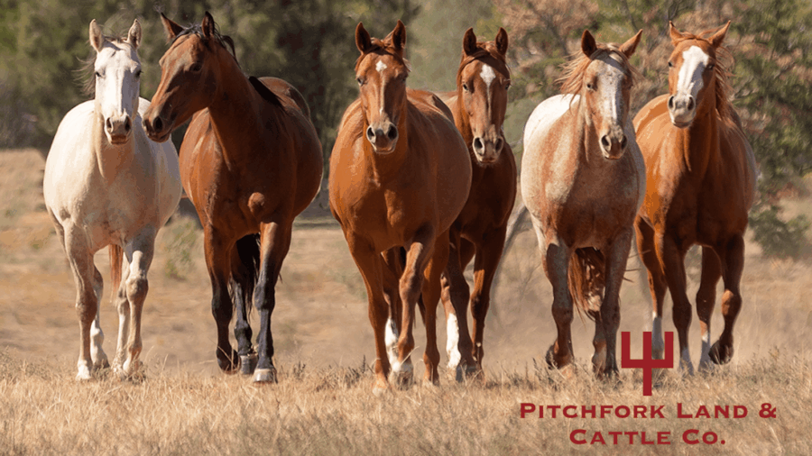 Pitchfork Road to the Horse Fillies