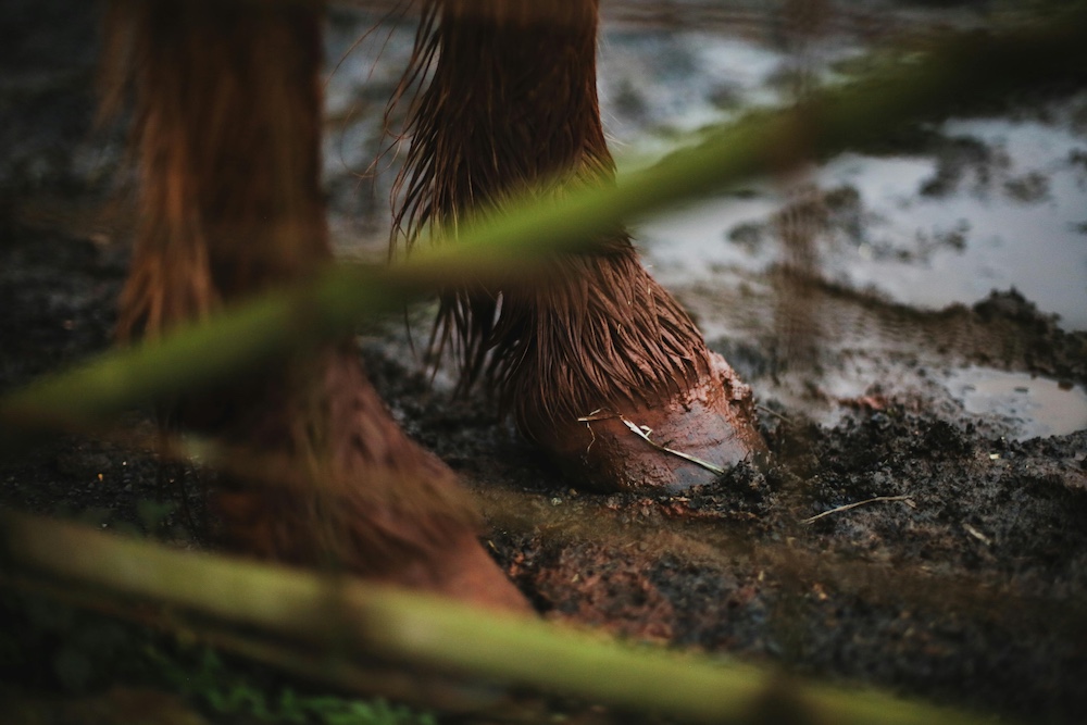 wet environments can contribute to abscesses