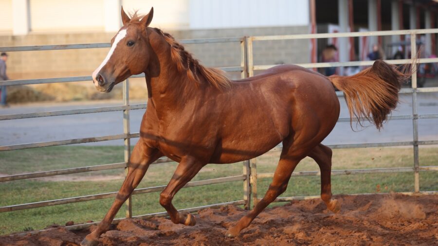 Horse running in a round pen