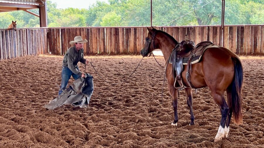 Kelli Neubert's husband conditioning a horse not to spook