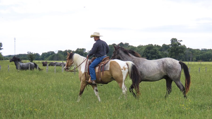 Jason Irwin shows how to ponying horses looks