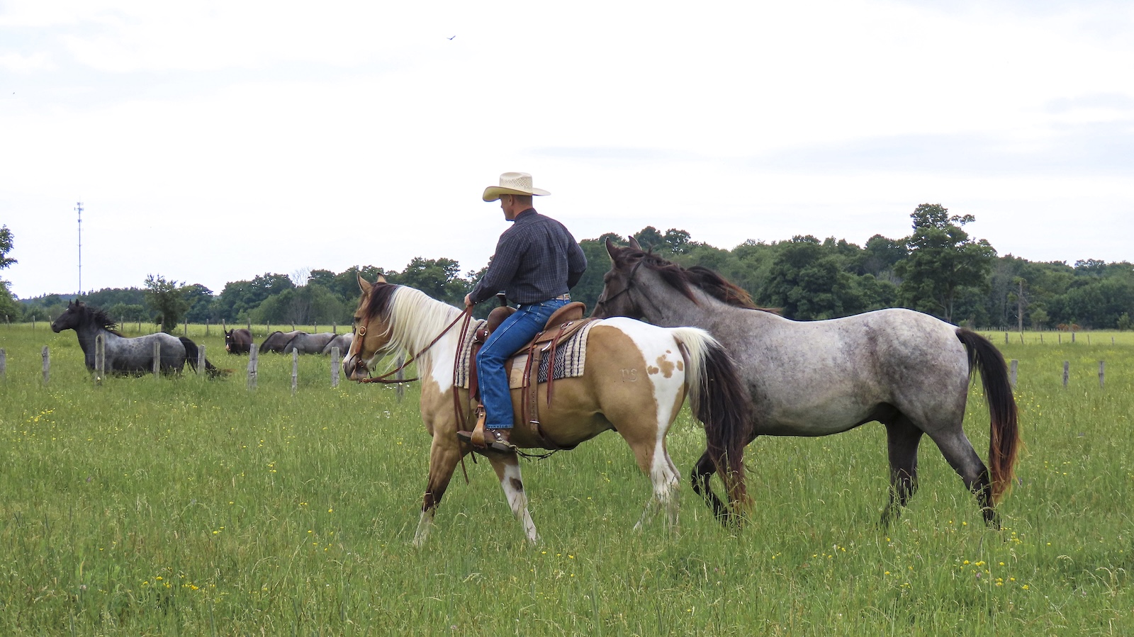 Jason Irwin shows how to ponying horses looks