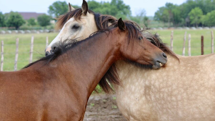 Two horses in a pasture