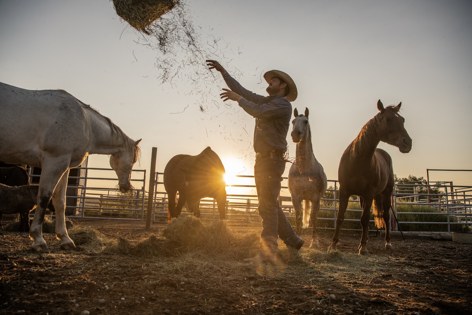 Cowboy throwing hay for horses with a case knife holder on his hip 